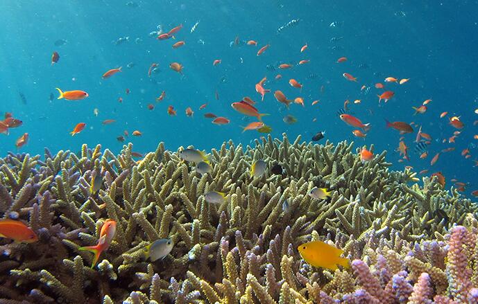 珊瑚礁研究提出的棘手问题