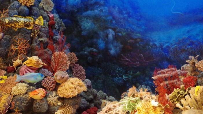 潜伏的珊瑚杀手入侵巴尔米拉环礁