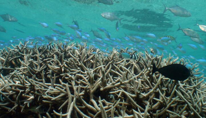 加勒比珊瑚礁的衰退始于1950年代和1960年代 原因是当地人类活动