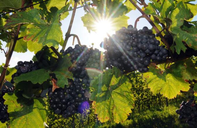 Viña Tarapaca表示生物多样性造就更具特色的葡萄酒