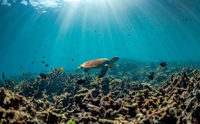 我们的海洋正在遭受苦难 但我们可以重建海洋生物
