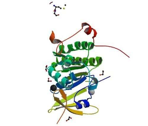 研究人员解决了对DNA修复很重要的BRCA2蛋白复合物的结构