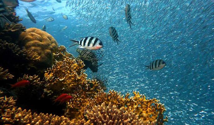 更有效地保护珊瑚礁免受气候变化的影响