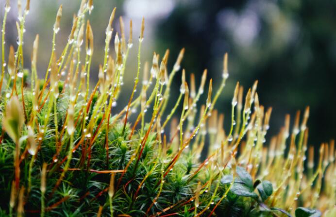 自噬:平衡植物中锌和铁的不太可能的英雄