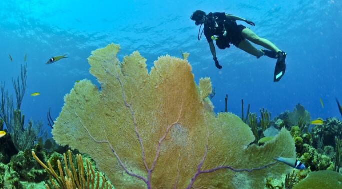 科学家在珊瑚和海葵中鉴定出活的免疫细胞