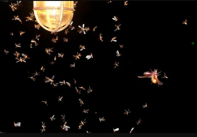 城市灯光让昆虫在夜间保持清醒