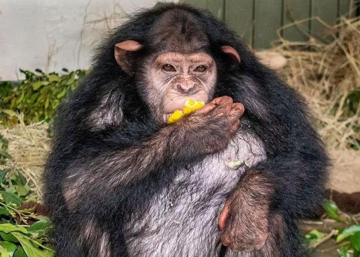 西方黑猩猩因缺乏规范的人类发展而受到威胁