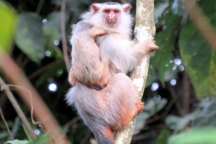 在巴西亚马逊发现的新狨猴物种