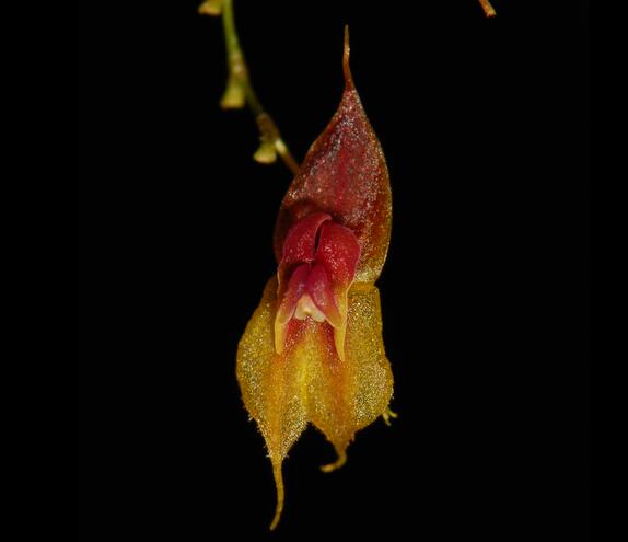刚刚在安第斯山脉发现的稀有新兰花物种