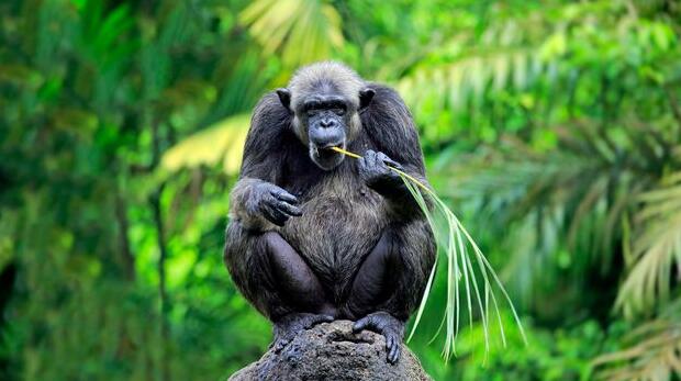 要了解黑猩猩未来的栖息地需求 请回顾过去