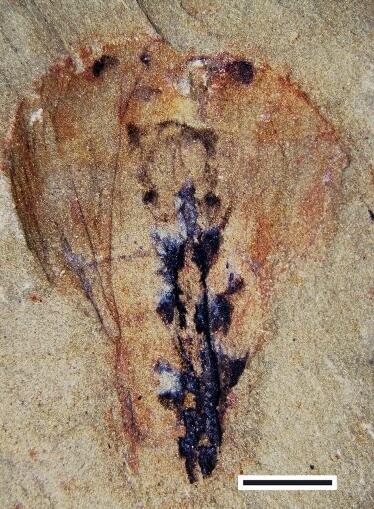 新化石展示了节肢动物祖先大脑的样子