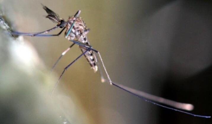 生物学家的综合方法提高了蚊媒监测的准确性