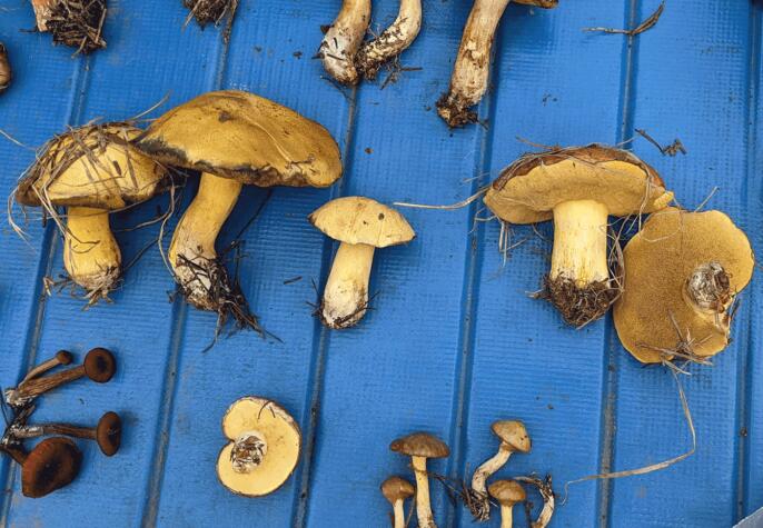 研究发现声称含有野生蘑菇的食物很少有