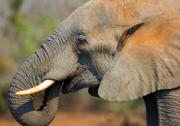 了解大象如何使用它们的鼻子