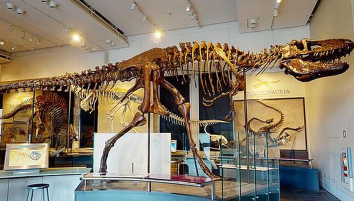 古代爬行动物头骨的CT扫描显示2200万年来几乎没有进化变化