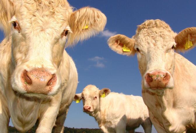 早期社会接触对奶牛的福利有什么影响