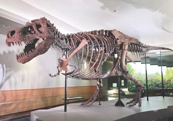 化石揭示了北美东部的恐龙进化