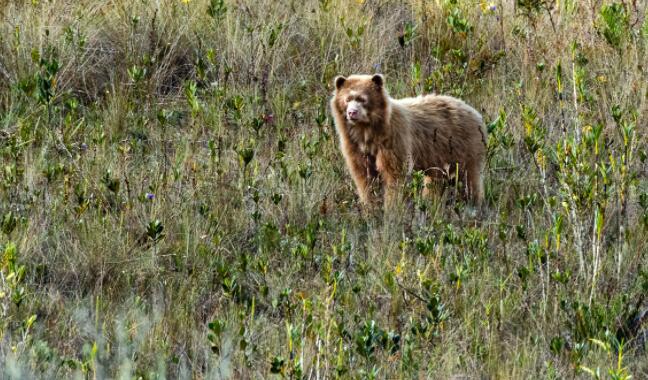 研究人员在秘鲁研究濒临灭绝的眼镜熊时发现了一只金熊