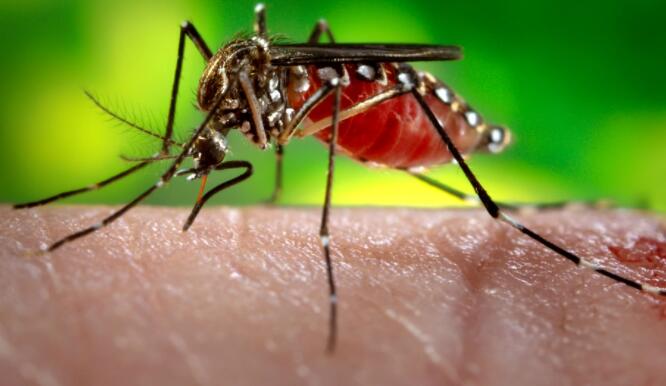 基因编辑可以使蚊子不育 减少疾病传播