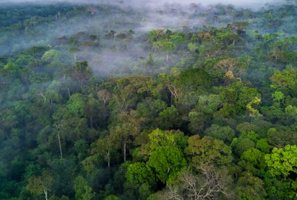 热带森林脆弱性指数