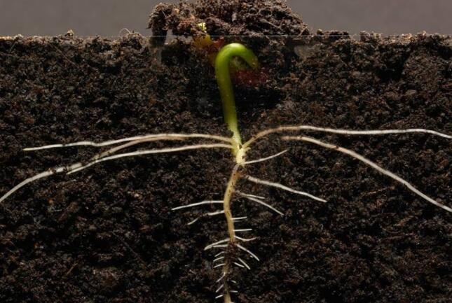 植物生长的根源也是促进生长、抗衰老的视网膜