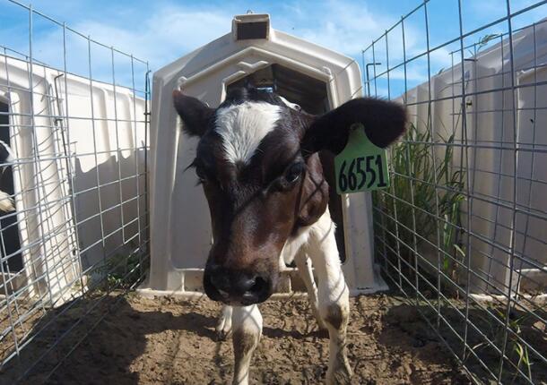 奶牛的热应激损害小牛的健康