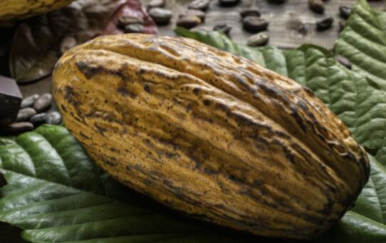 一项新研究发现可可豆的指纹可以帮助追溯巧克力棒的原产地