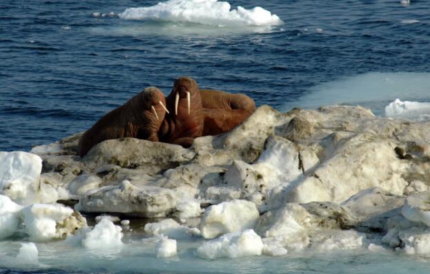 雌性和幼年海象依靠消失的北极海冰作为食物来源