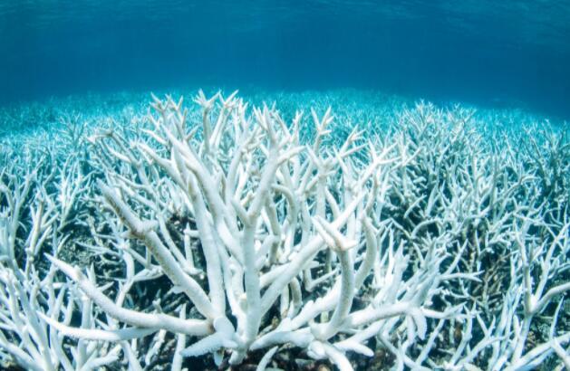 到2100年变暖的酸性海洋可能几乎消除珊瑚礁栖息地