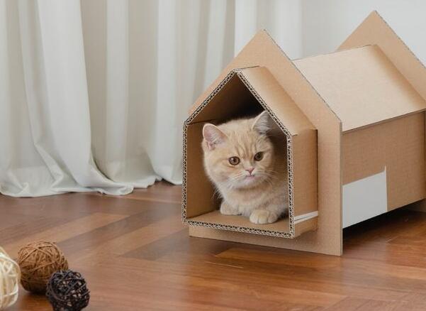 用三星的盒子为您的宠物建造一个环保的家