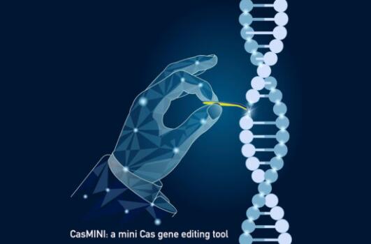 开发了工程化的迷你CRISPR基因组编辑系统