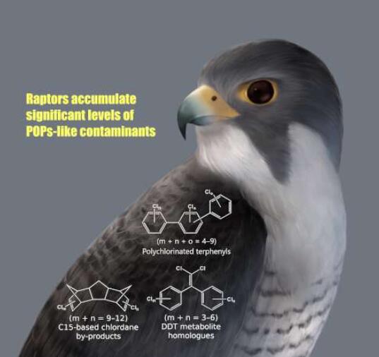 在猛禽肝脏中发现有机氯杀虫剂的罕见副产品