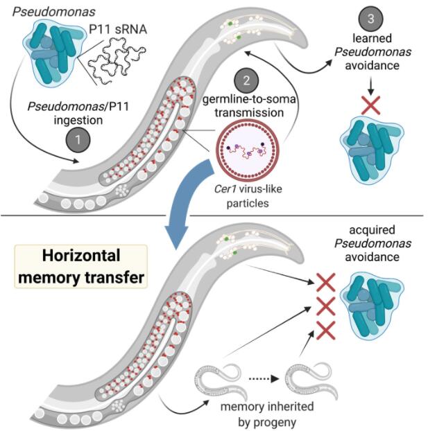 科学家发现了秀丽隐杆线虫个体间记忆转移的机制