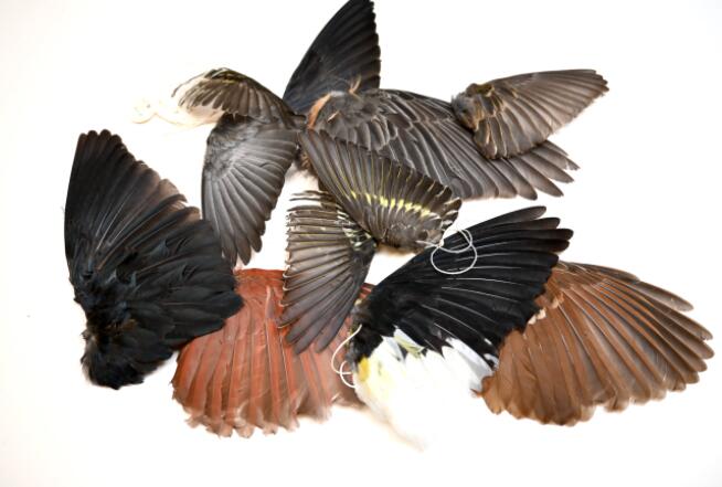 翅膀的形状决定了鸟类分散的距离