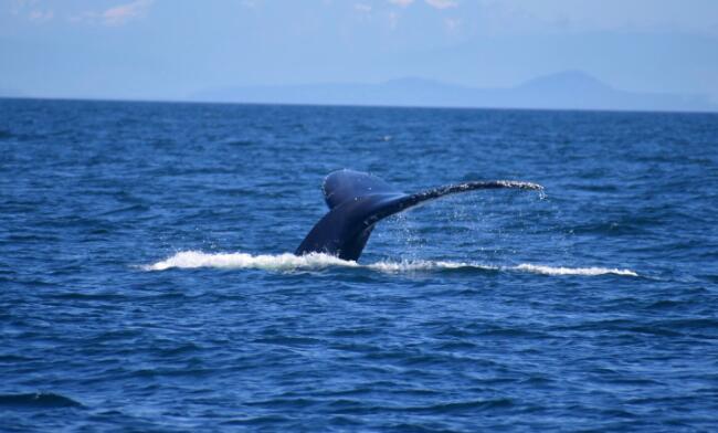 保护公海生物多样性所需的移动保护区