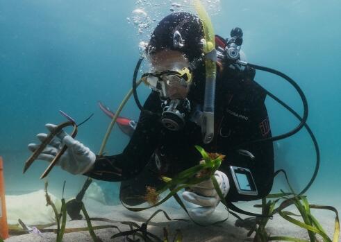 做波塞冬的工作 公民科学家如何帮助恢复濒临灭绝的海草