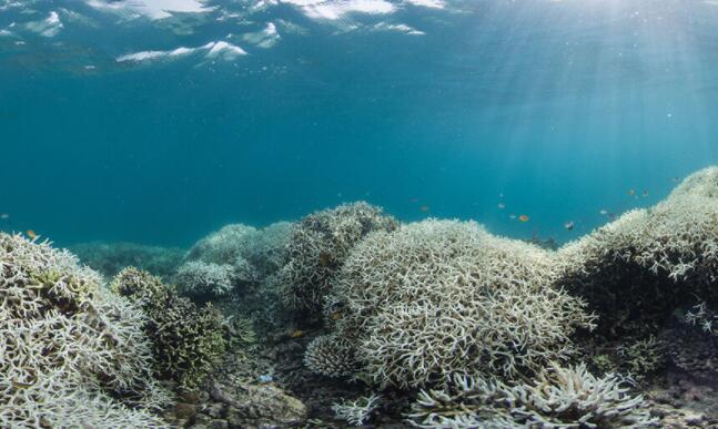 拯救沉没的城市和白化珊瑚需要双重方法