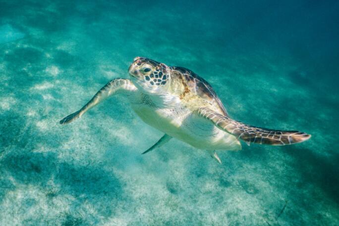 多因素模型揭示了气候变化对海洋生物影响的更糟糕情况