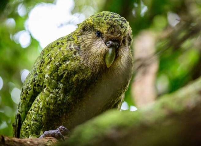 经过1万年的近亲繁殖 来自新西兰的濒临灭绝的不会飞的鹦鹉的基因健康状况令人惊讶