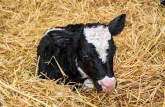 新的胚胎识别试管婴儿方法将提高牛奶和肉类的产量