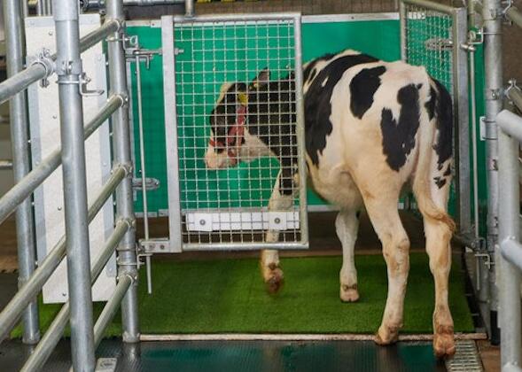 对奶牛进行如厕训练 以减少其排泄物造成的氨排放