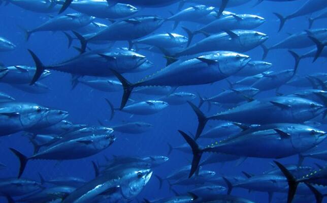 蓝鳍金枪鱼揭示汞污染的全球海洋模式