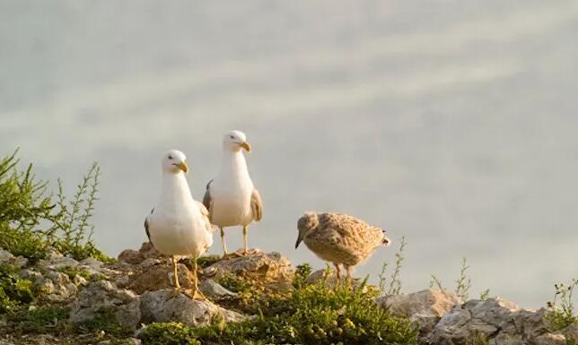 垃圾填埋场和肉类工业:米德斯群岛黄腿鸥的新食物来源
