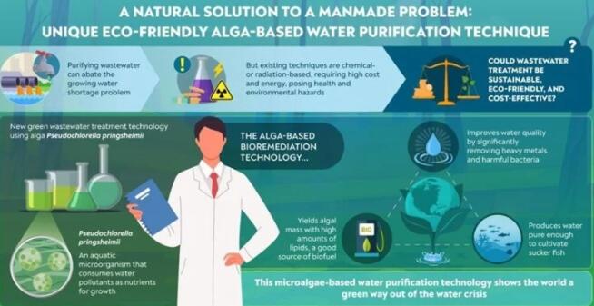 使用环保和可持续的藻类成功处理废水