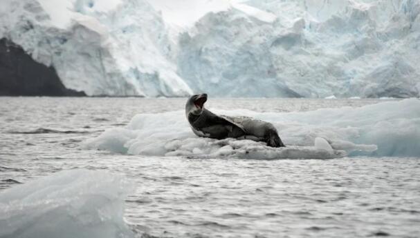 气候变化对南极海豹的影响不同