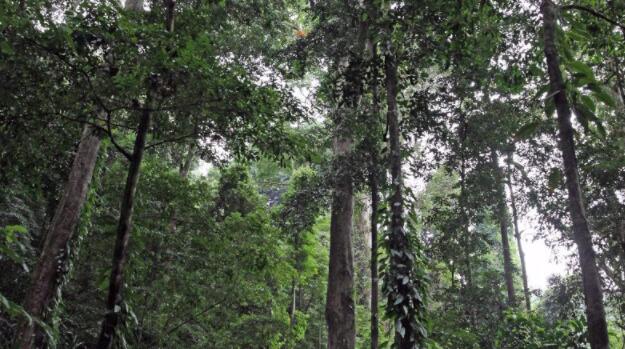 枯木作为碳库:昆虫加速乞力马扎罗山的分解