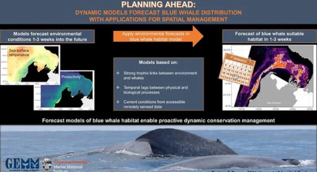 新的预测工具使新西兰蓝鲸的主动保护成为可能
