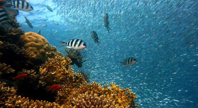 珊瑚礁与其环境之间关系的一些意想不到的趋势