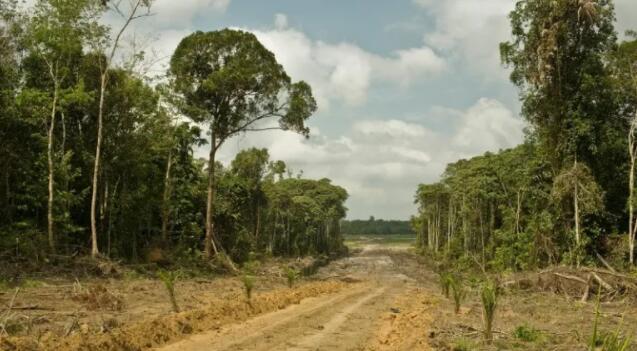 对农产品不断增长的需求增加了热带森林景观的竞争压力