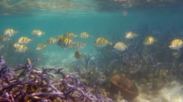 自1950年代以来 珊瑚礁覆盖、生物多样性、鱼类捕捞量减少了一半